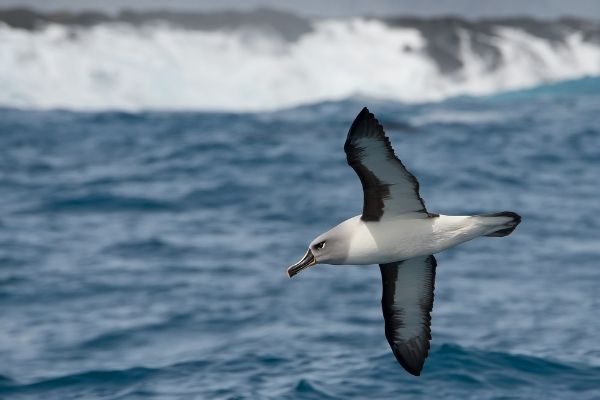 Grey Headed Albatross