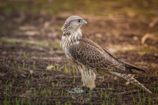 Gyrfalcon