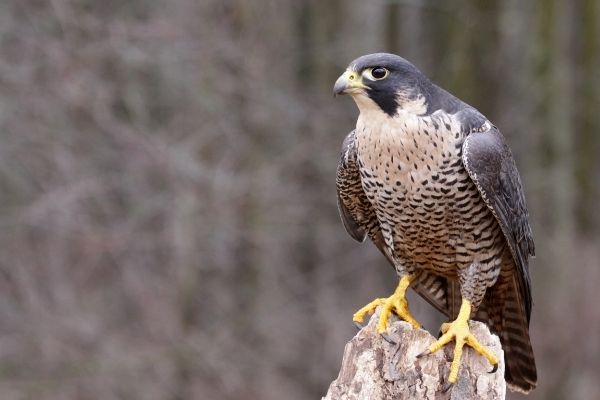 Peregrine falcon fastest