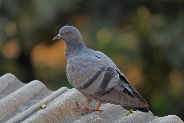 Rock Dove