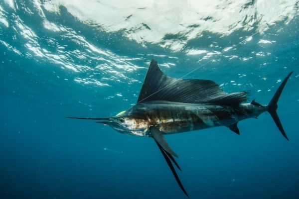 Sailfish