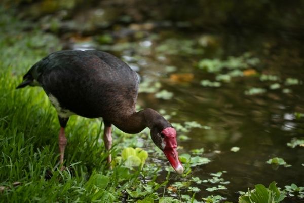 Spur Winged Goose