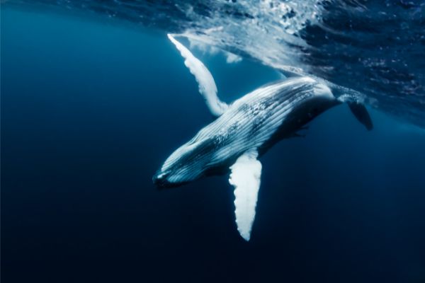 Blue Whale size