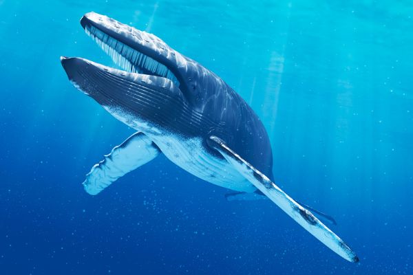 Blue Whale birth size