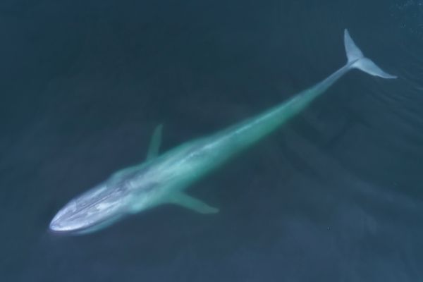 Blue Whale length
