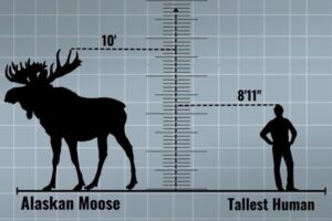 How Tall Is A Moose Compared To A Human