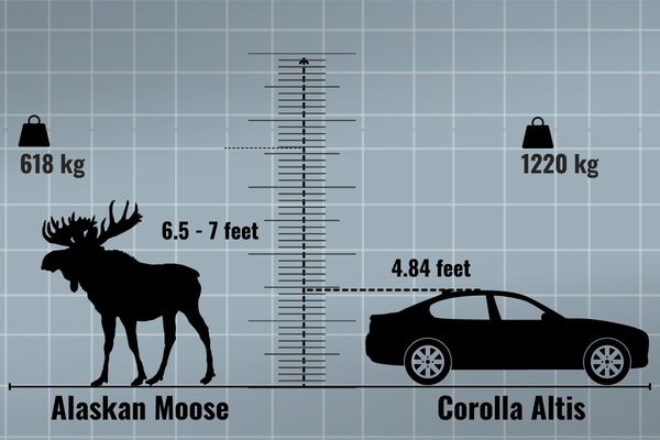 How Big Is A Moose Compared To A Car