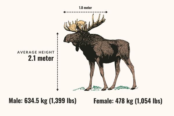 How Big Can A Moose Get