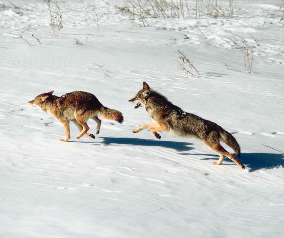 Coyote Speed