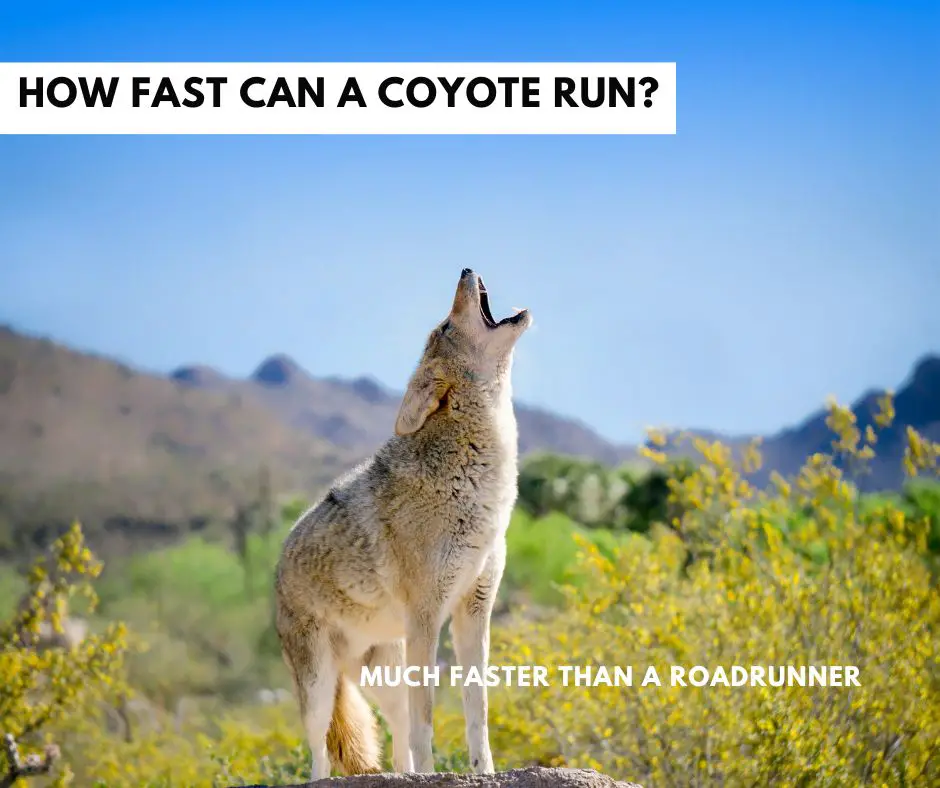 How Fast Can A Coyote Run – Coyote Top Speed