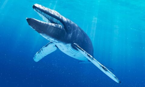 How Long Is A Blue Whale's Tongue? Blue Whale Tongue Length Facts