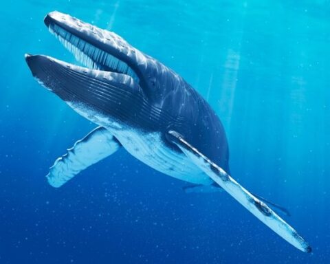 How Long Is A Blue Whale's Tongue?