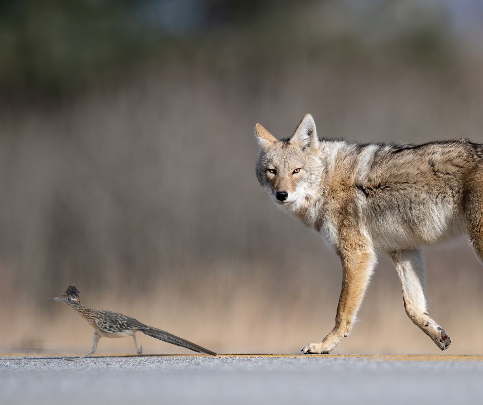 Is a coyote faster than a roadrunner