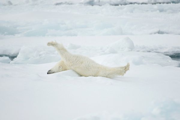 How Do Polar Bears Hibernate
