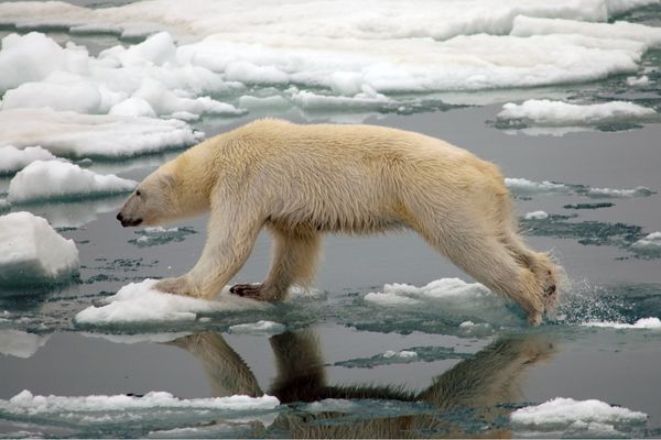 How Long Do Polar Bears Hibernate
