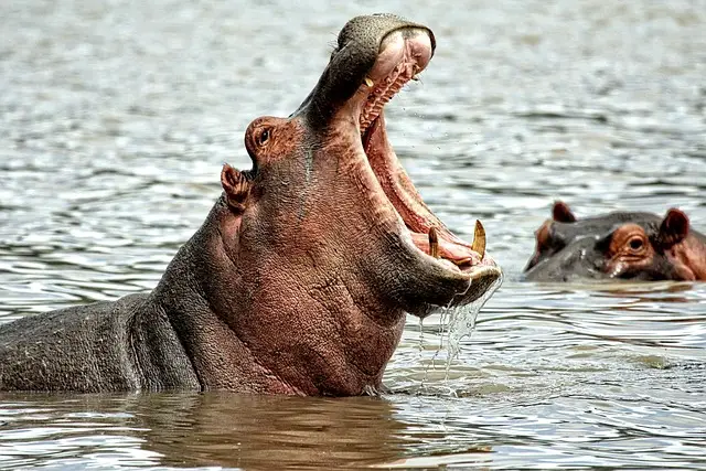 How fast can a hippo run