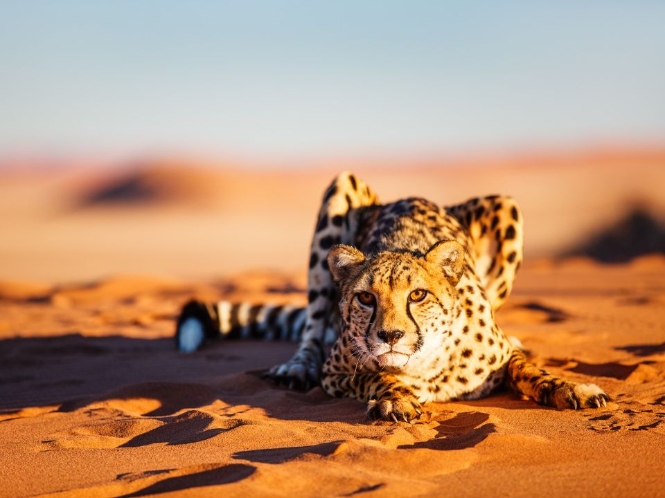 Adaptations of Cheetah in Desert