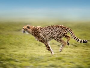 Cheetah Adaptations