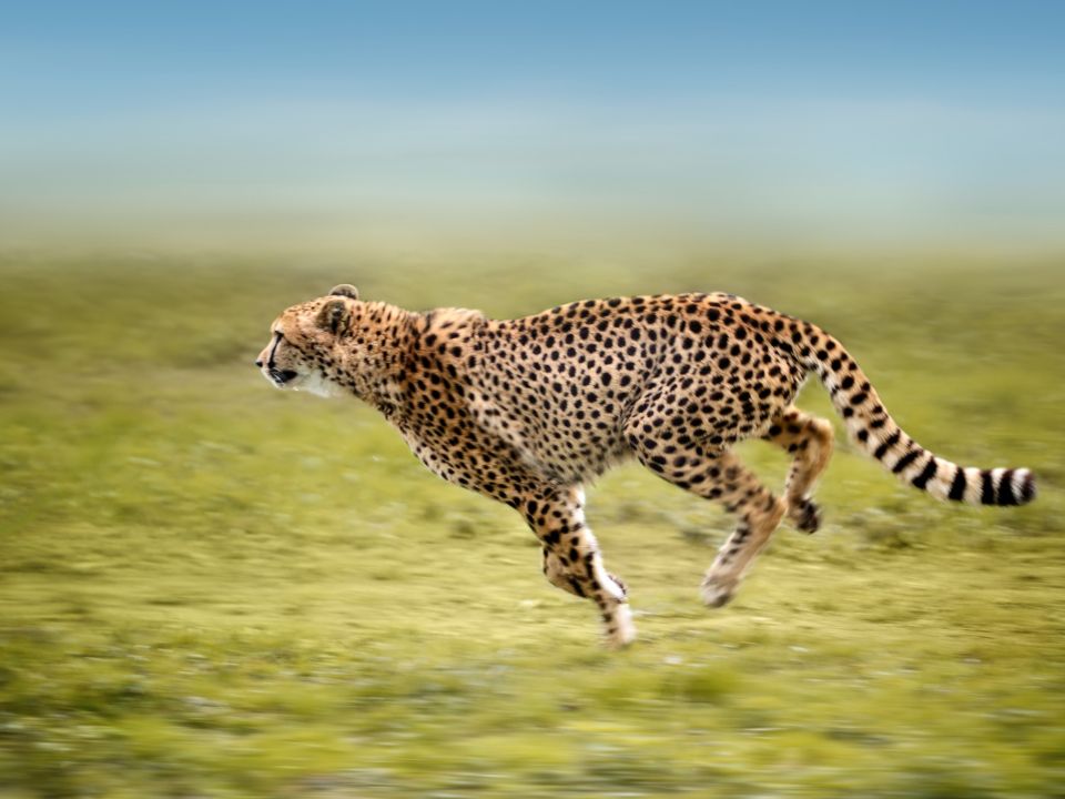 Adaptations of a Cheetah – Behavioral, Physical, Structural & Physiological