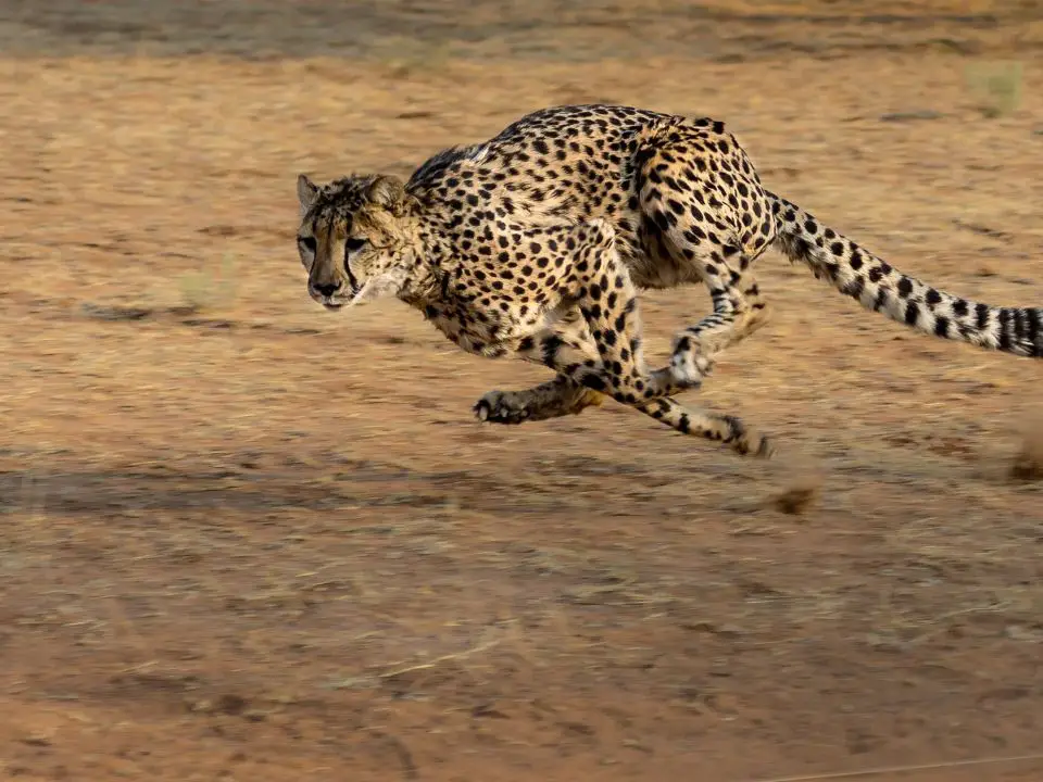 Cheetah adaptations