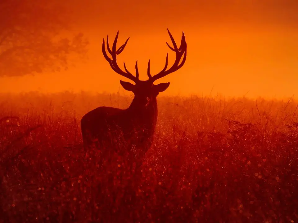 Deer vision