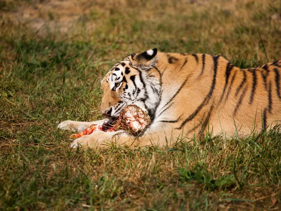 Do Siberian Tigers Eat Bears