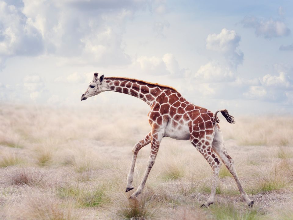 Giraffe running