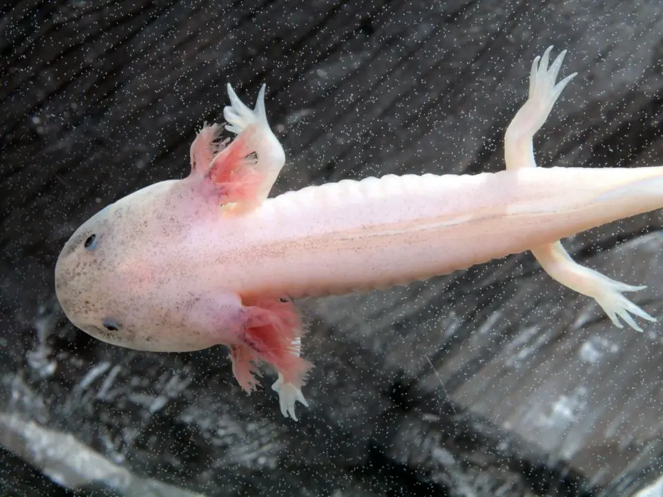 How Can We Save Axolotls