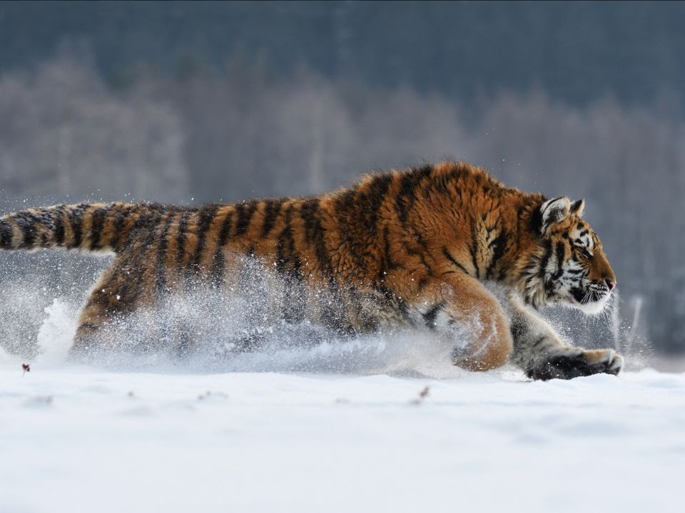 How Do Siberian Tigers eat