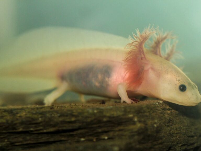 Why Are Axolotls Endangered & Why Are Axolotls Important? Zooologist