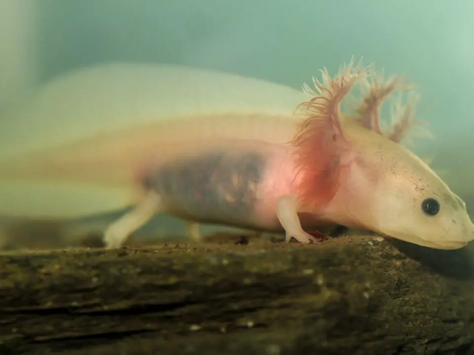 How Many Axolotls Left 2022