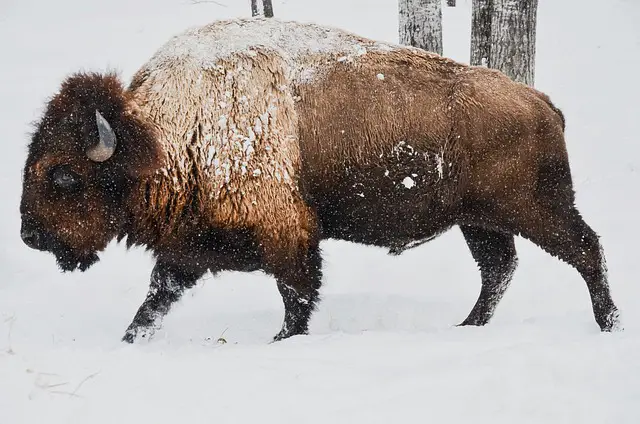 How much does a Bison weigh