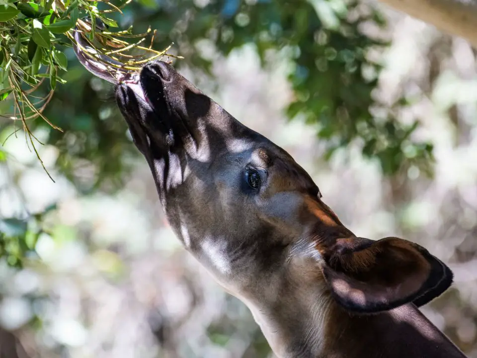 Okapi Adaptations