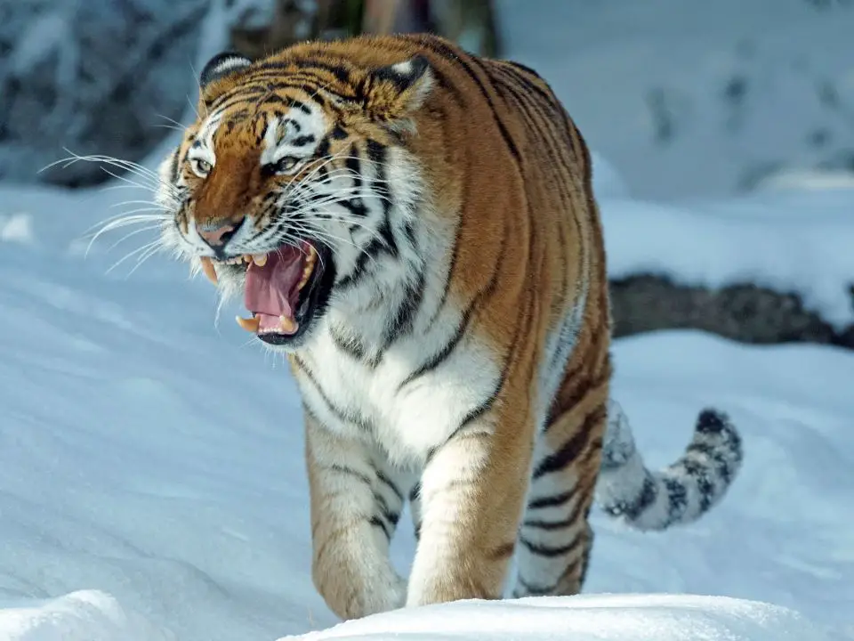 Physical Adaptations Of A Tiger