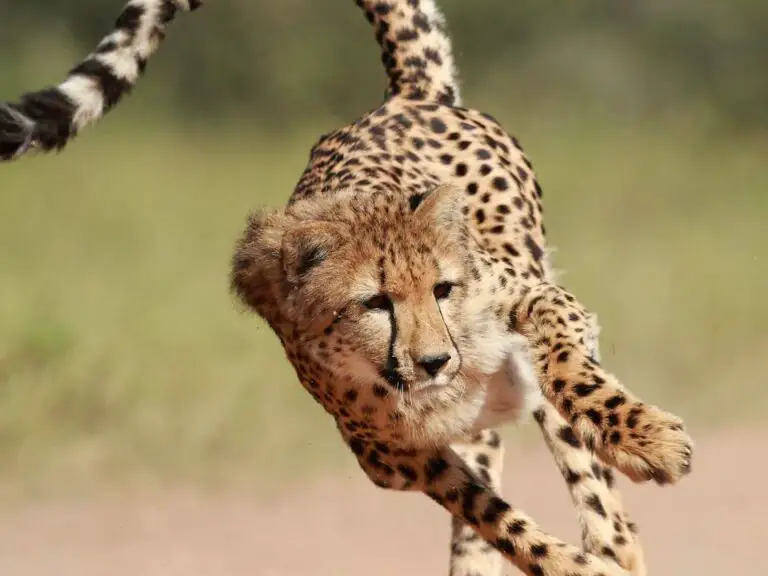 adaptations-of-a-cheetah-behavioral-physical-structural