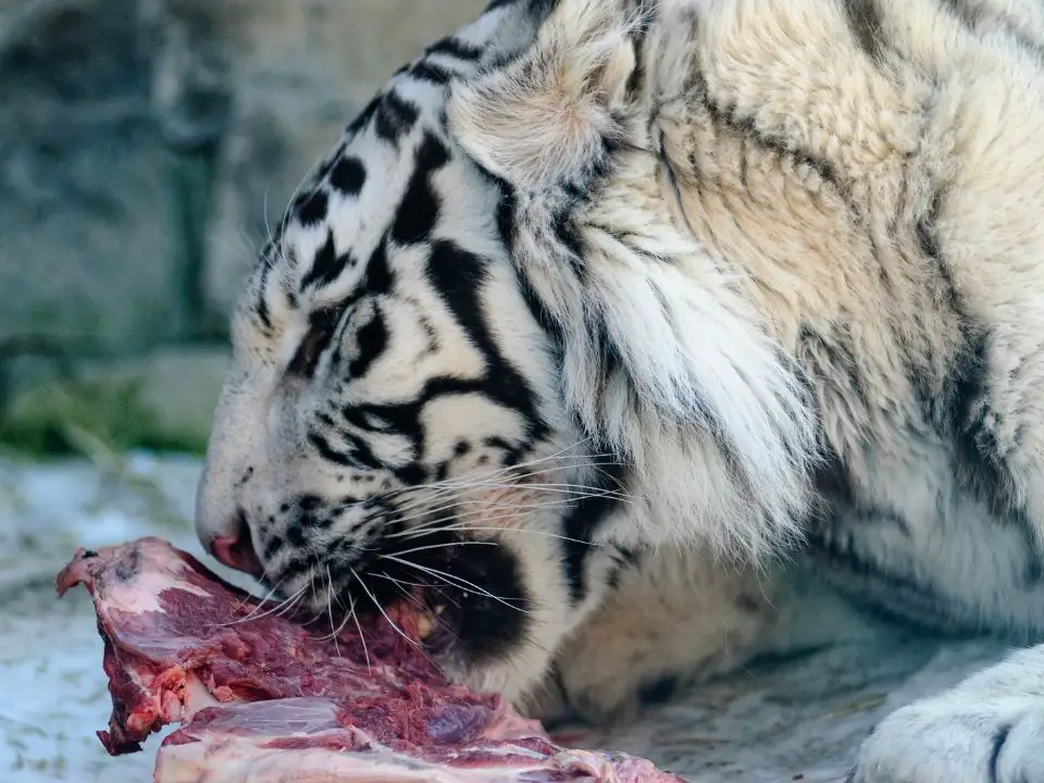 Siberian Tigers Diet