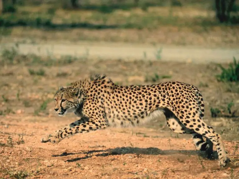 Adaptations of a Cheetah - Behavioral, Physical, Structural