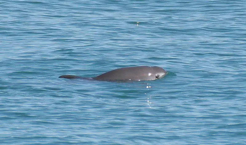 Why are Vaquitas Endangered?