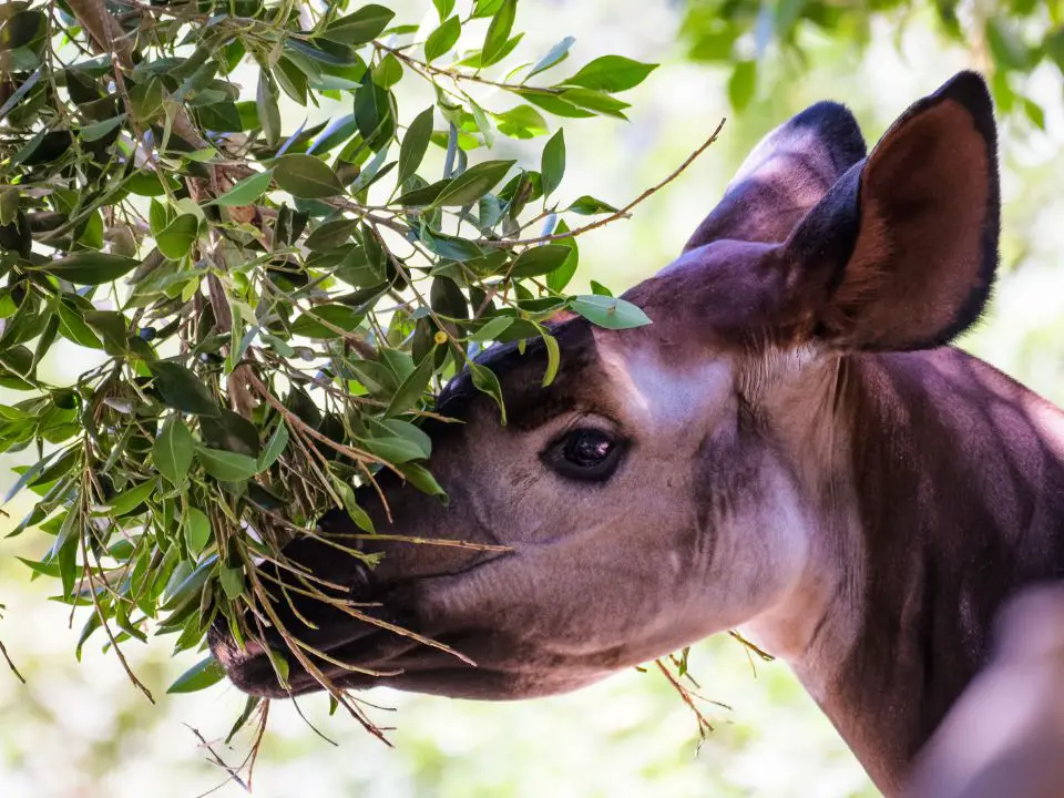 What Do Okapis Eat