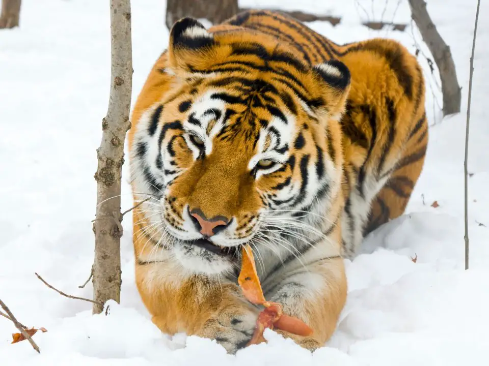 What Do Siberian Tigers Eat