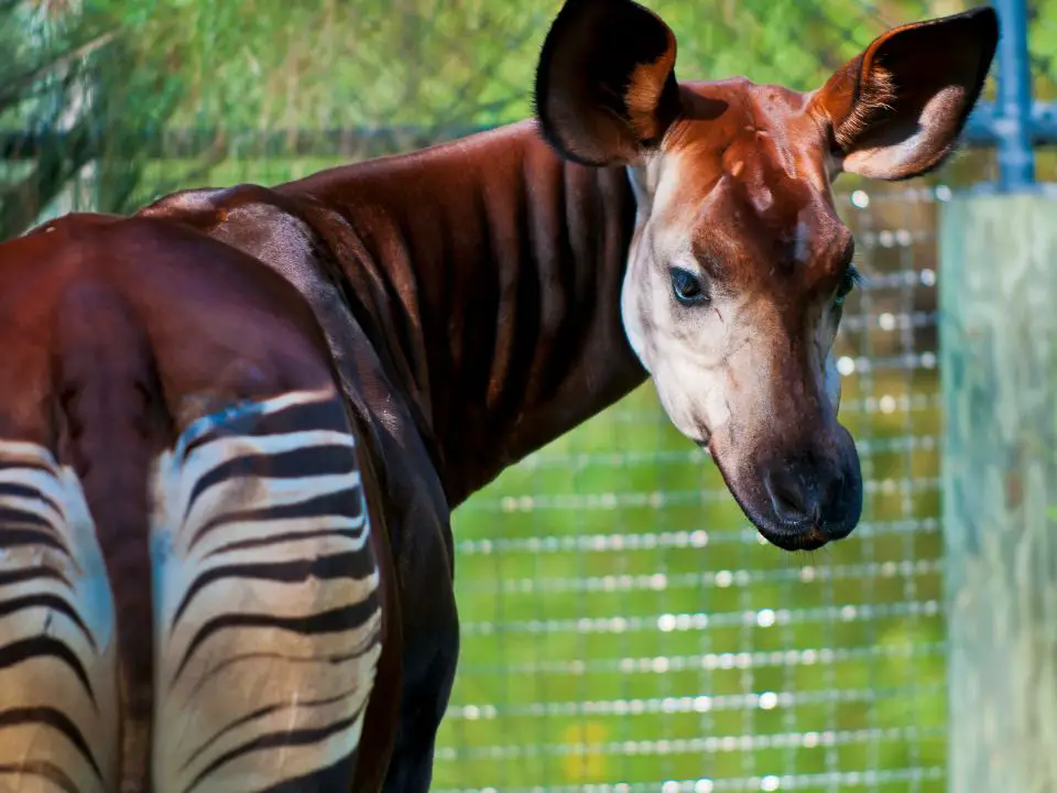 What Is An Okapi