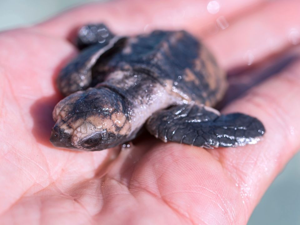What is being done to protect leatherback sea turtles?