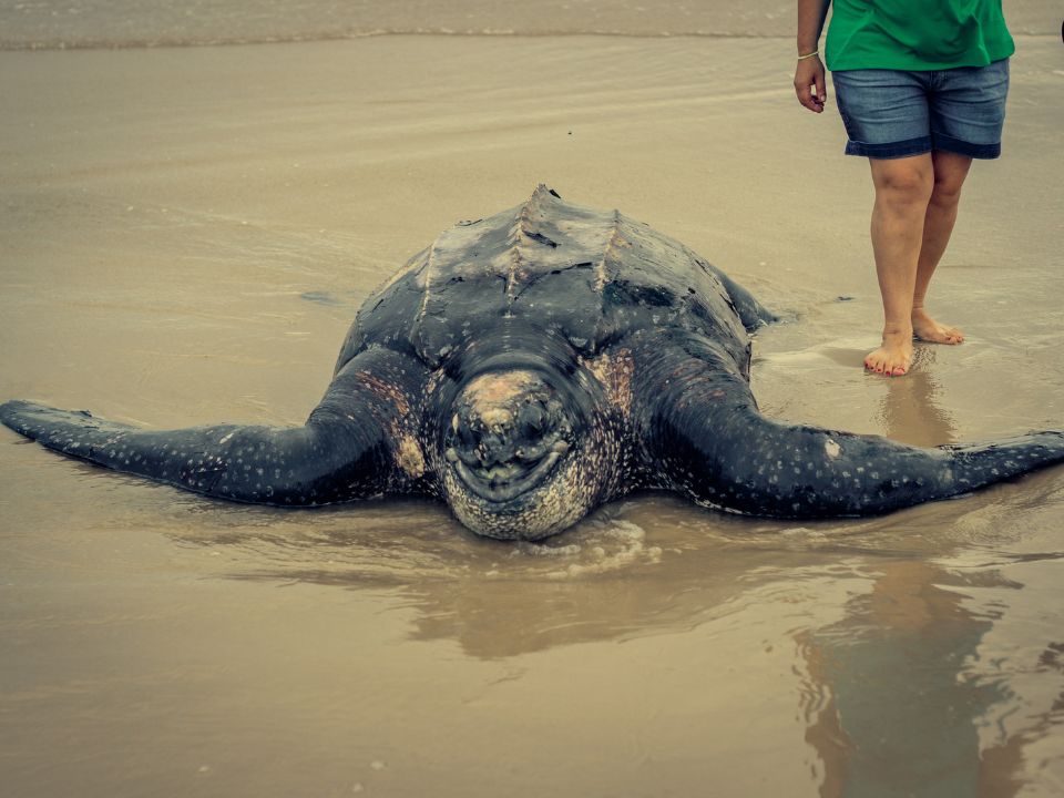 What is the greatest threat to leatherback sea turtles?