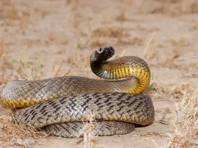 What is the most Venomous Snake in World?