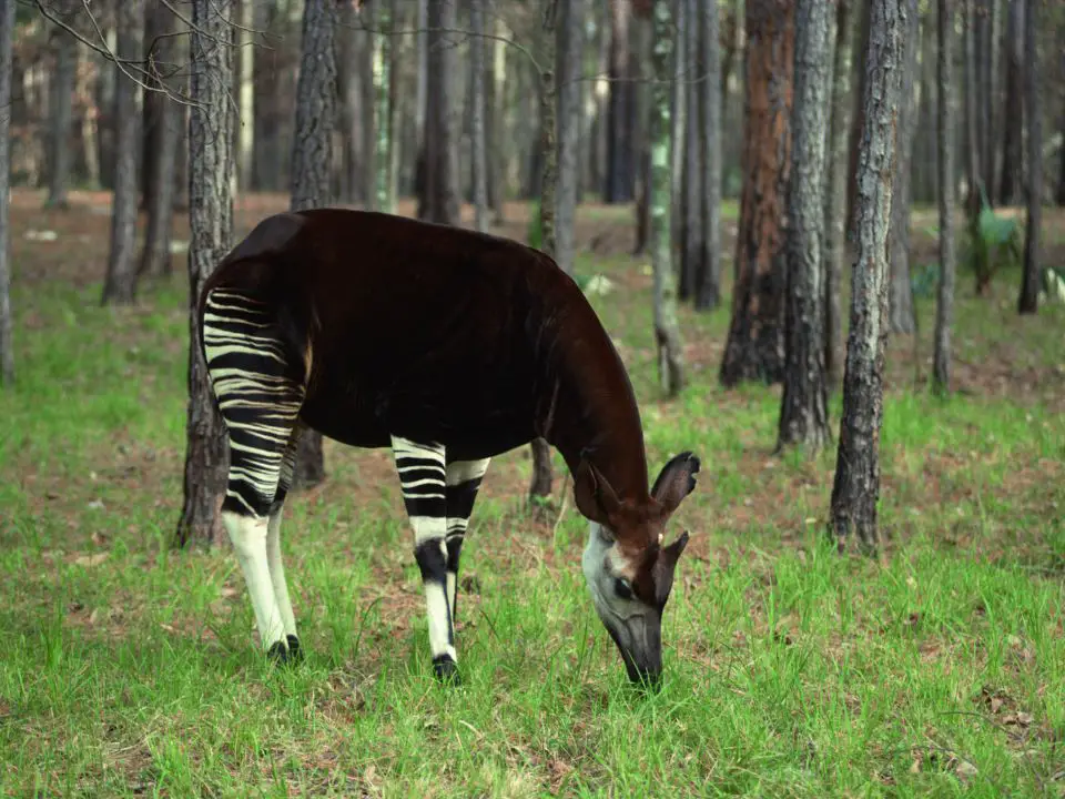 Where Do Okapis Live