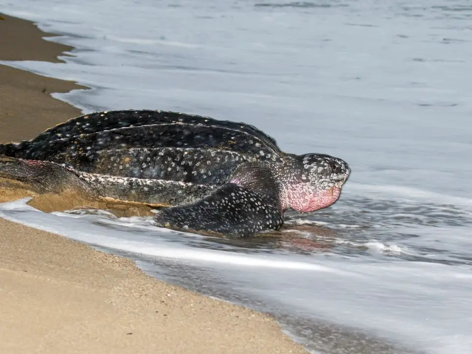 Why are leatherback sea turtles endangered?