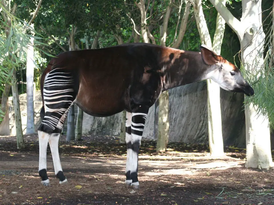 Why are okapis endangered