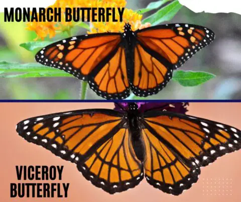 Why do viceroy butterflies copy the monarch butterflies? - Zooologist