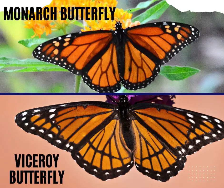 Why do viceroy butterflies copy the monarch butterflies?