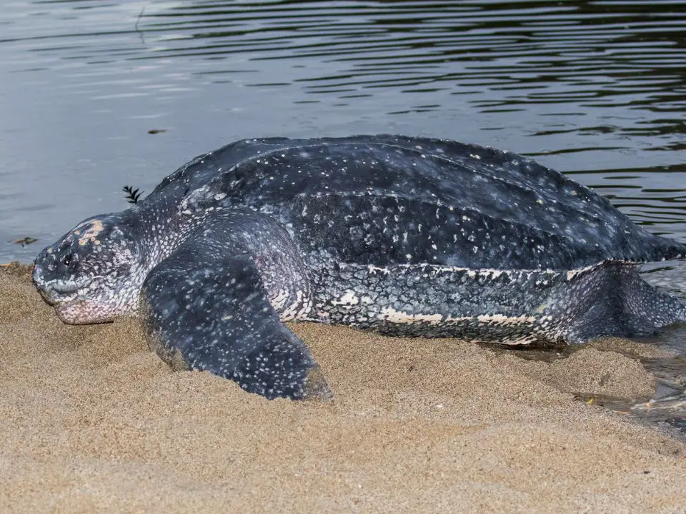 Why is leatherback sea turtle endangered?